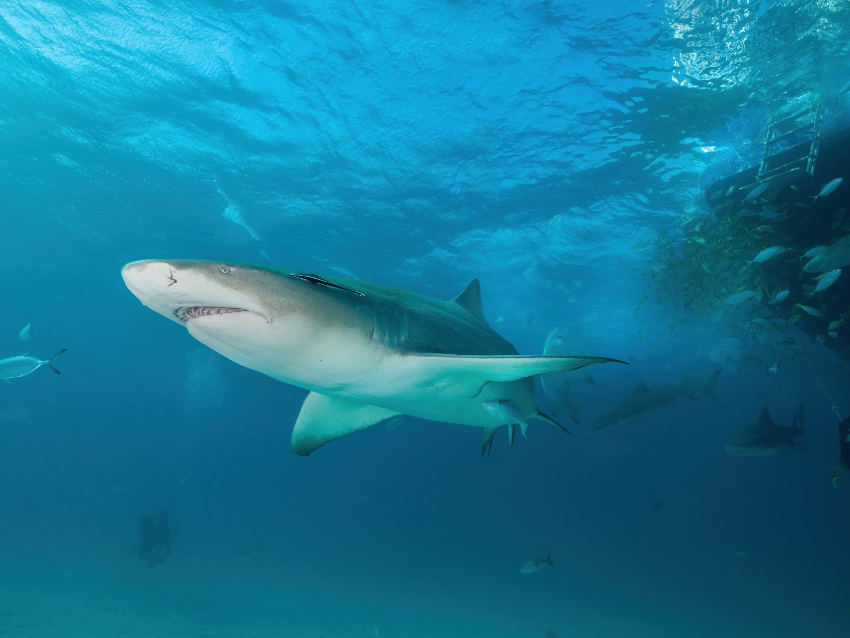 A new study suggests sharks use the Earth's magnetic field to find their way around. The research was done on bonnethead sharks, no pictured here. 