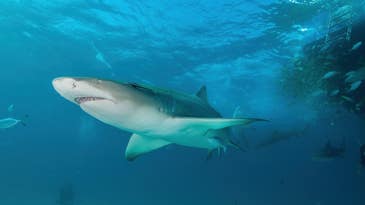 Sharks have a sixth sense for navigating the seas