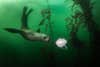 Sea lion swimming in green waters with N95 mask floating by