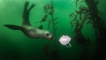 Sea lion swimming in green waters with N95 mask floating by
