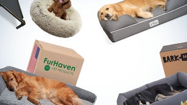 Best dog beds of 2022
