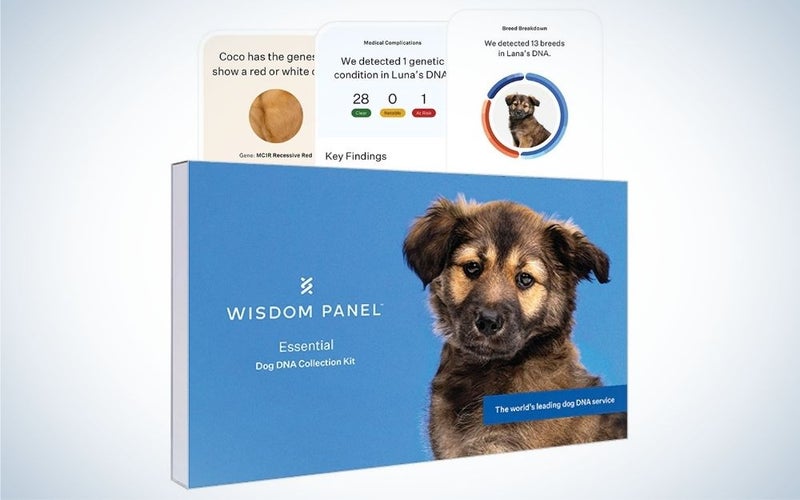 Dog DNA test for ancestry, traits, and medical complications