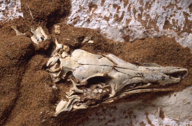 Head of Shuvuuia deserti fossil in rock