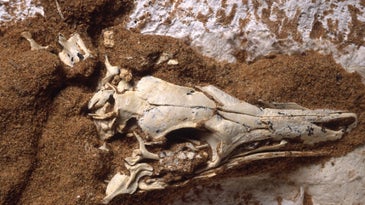 Head of Shuvuuia deserti fossil in rock