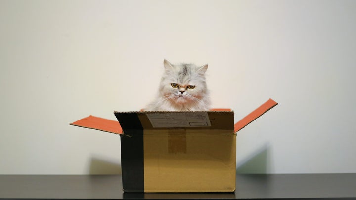 a cat in a box