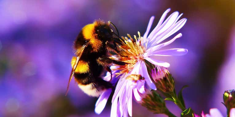Build a garden that’ll have pollinators buzzin’