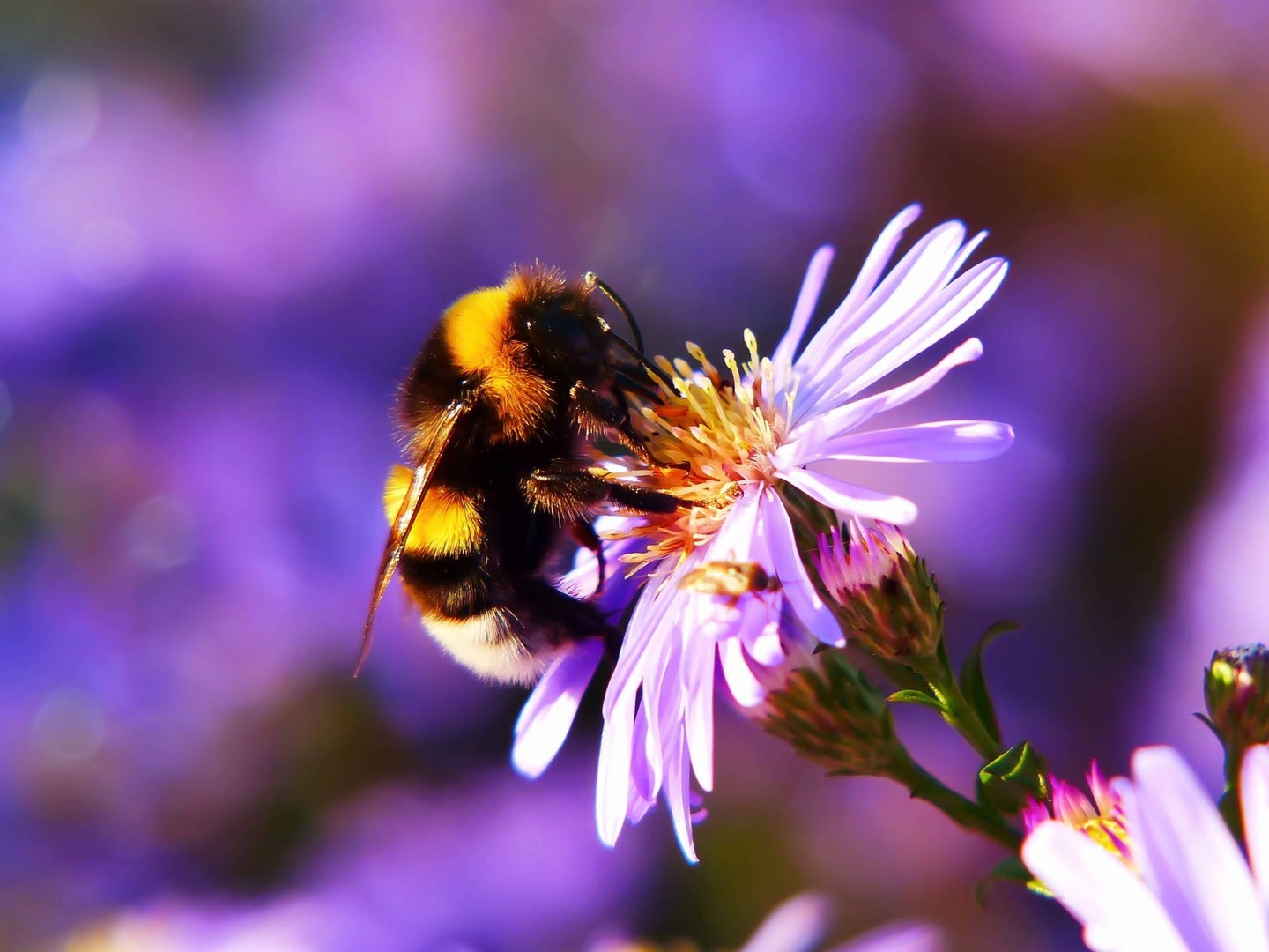 Bee-pollinating-purple-flower
