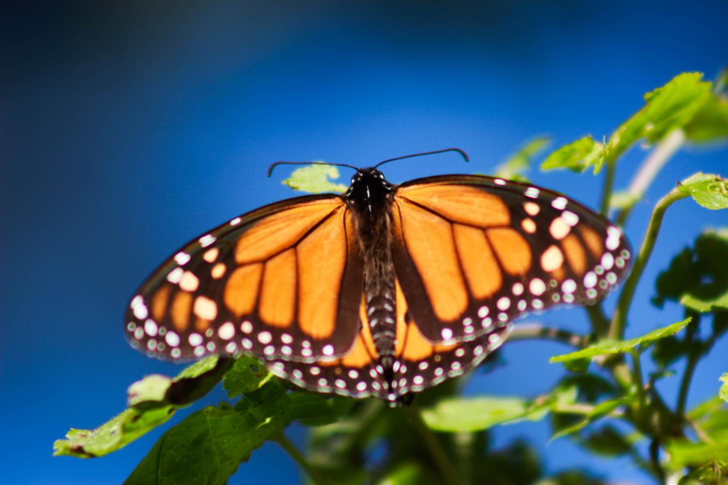 An eastern monarch butterfly. 