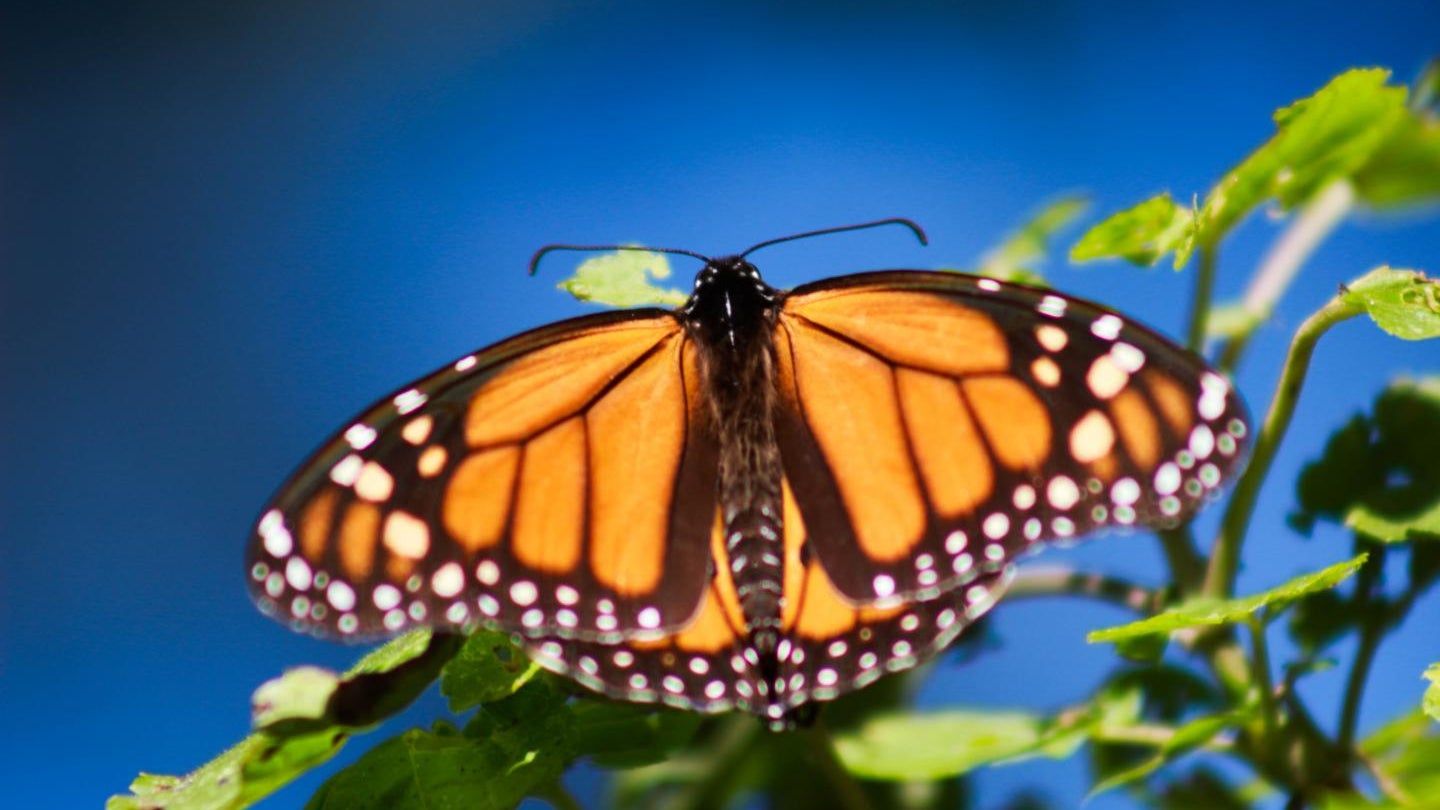 To save monarch butterflies, we need more milkweed