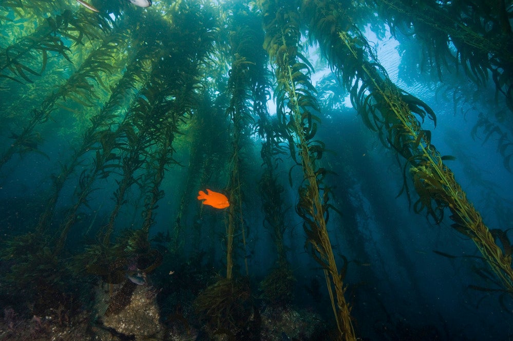 A Garibaldi fish swims through a California kelp forest.