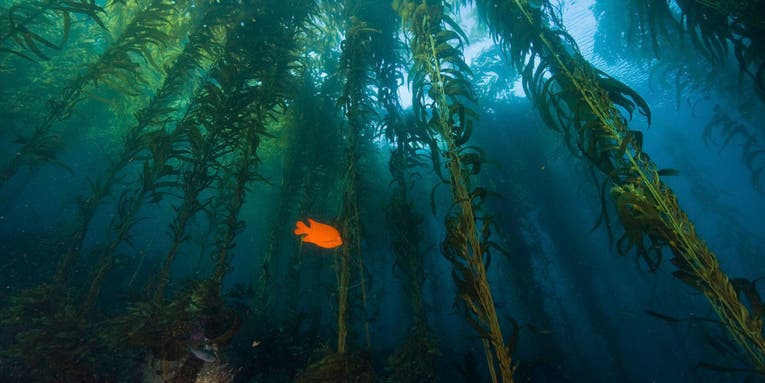 These newly discovered sea sponges were hiding in plain sight in California’s kelp forests
