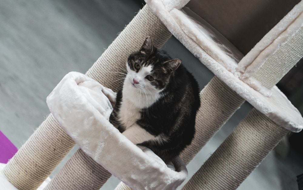 A black and white cat standing over a beige cat tree.