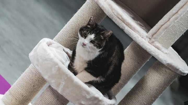 The best cat tree: Update your feline furniture to keep your pet occupied and at ease
