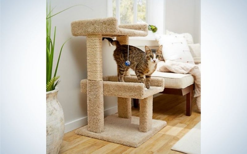 A cat standing over a small wooden beige cat tree with two pairs of floors.