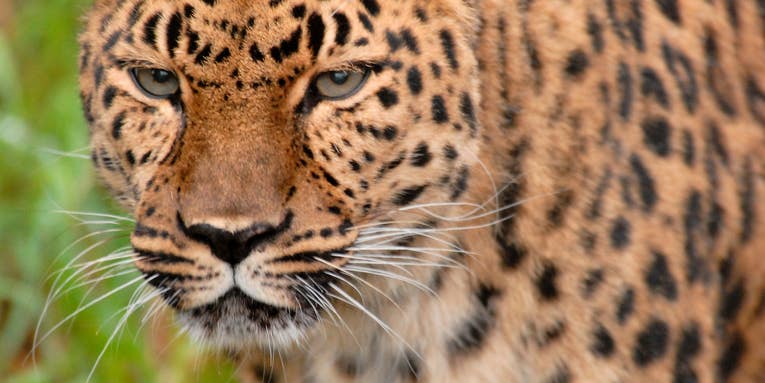 Jaguars could roam the US once again