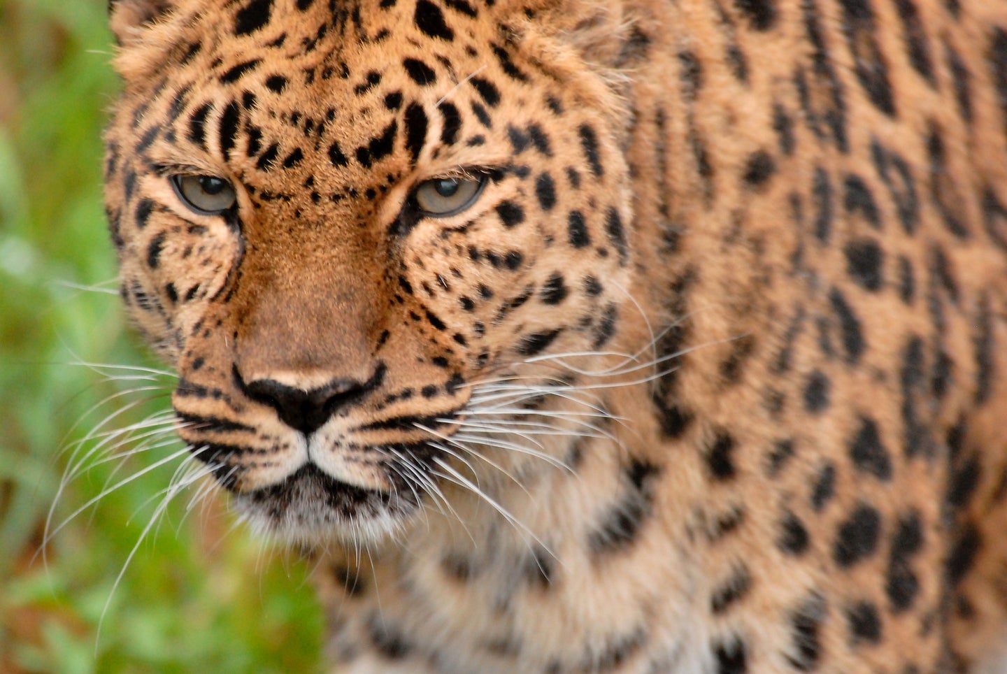Jaguar closeup in grass