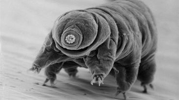 An image of a tardigrade.