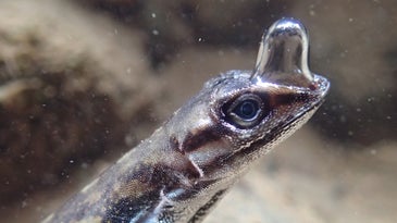 An anole lizard underwater with a large bubble on its nose.