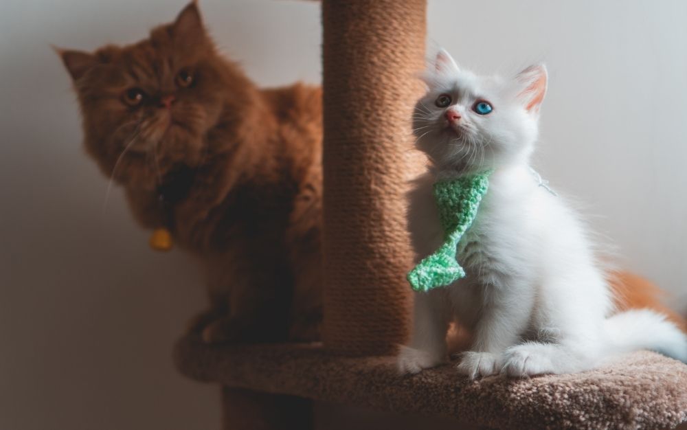 The best cat scratching posts of 2023