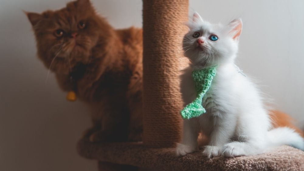 cute kittens cat scratching post