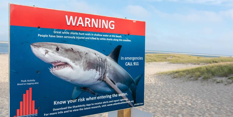 You should never have to fight off a shark—but here’s how to do it (just in case)