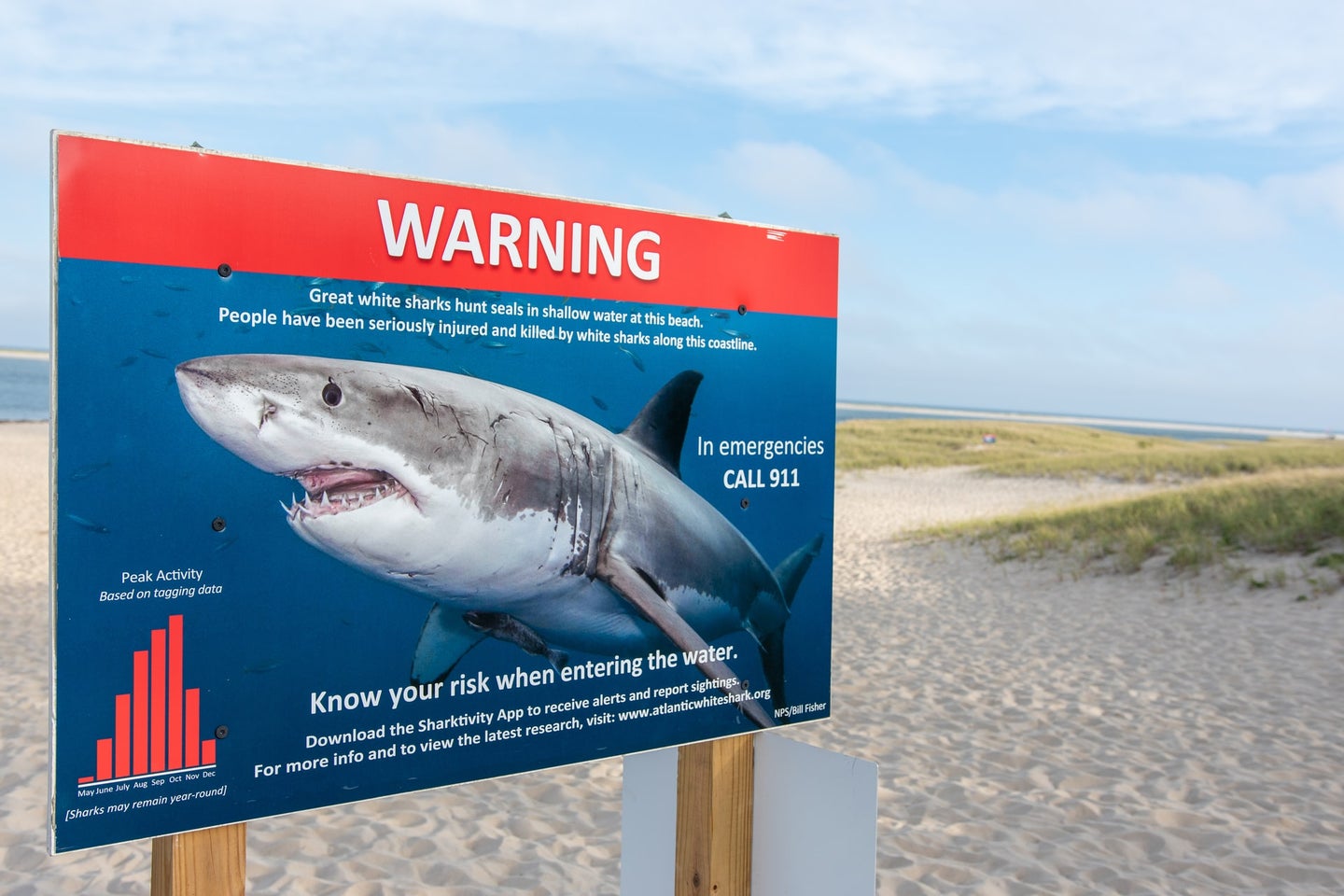 Beach sign warning of great white shark sightings in Chatham, Massachusetts