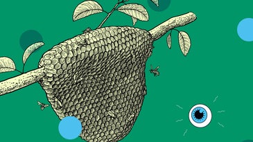 an illustration of a bee hive on a tree branch against a green background with a small drawing of an eyeball logo