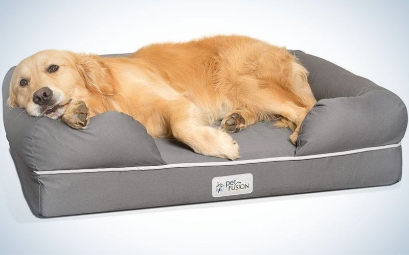 A big brown dog laying on his bed in a grey color and with a neck supportive bed.