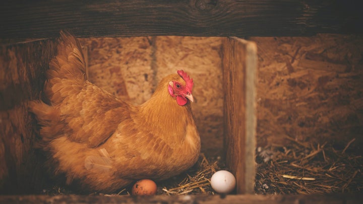 A Brown hen sits on a nest of straw and one brown egg in a particle board compartment. A white egg sits nearby.