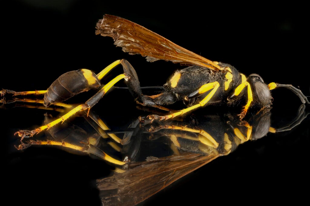 A pinned and posed yellow and black wasp with amber colored wings and a long, threadlike waist sits against a black, reflective background.