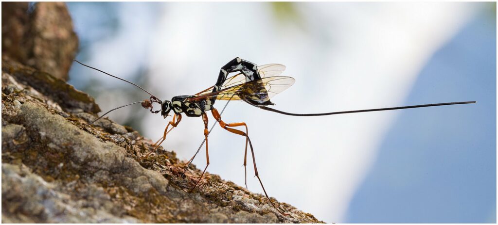 A black and white patterned wasp with orange legs perches on tree bark. It has a long, thin ovipositor protruding from it's abdomen.