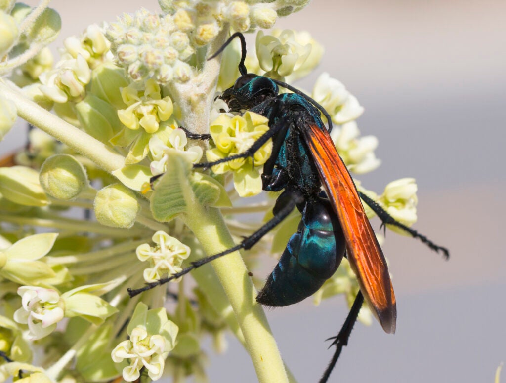 A large metallic blue wasp with black legs and folded orange wings perches on the white flowers of a milkweed blossom