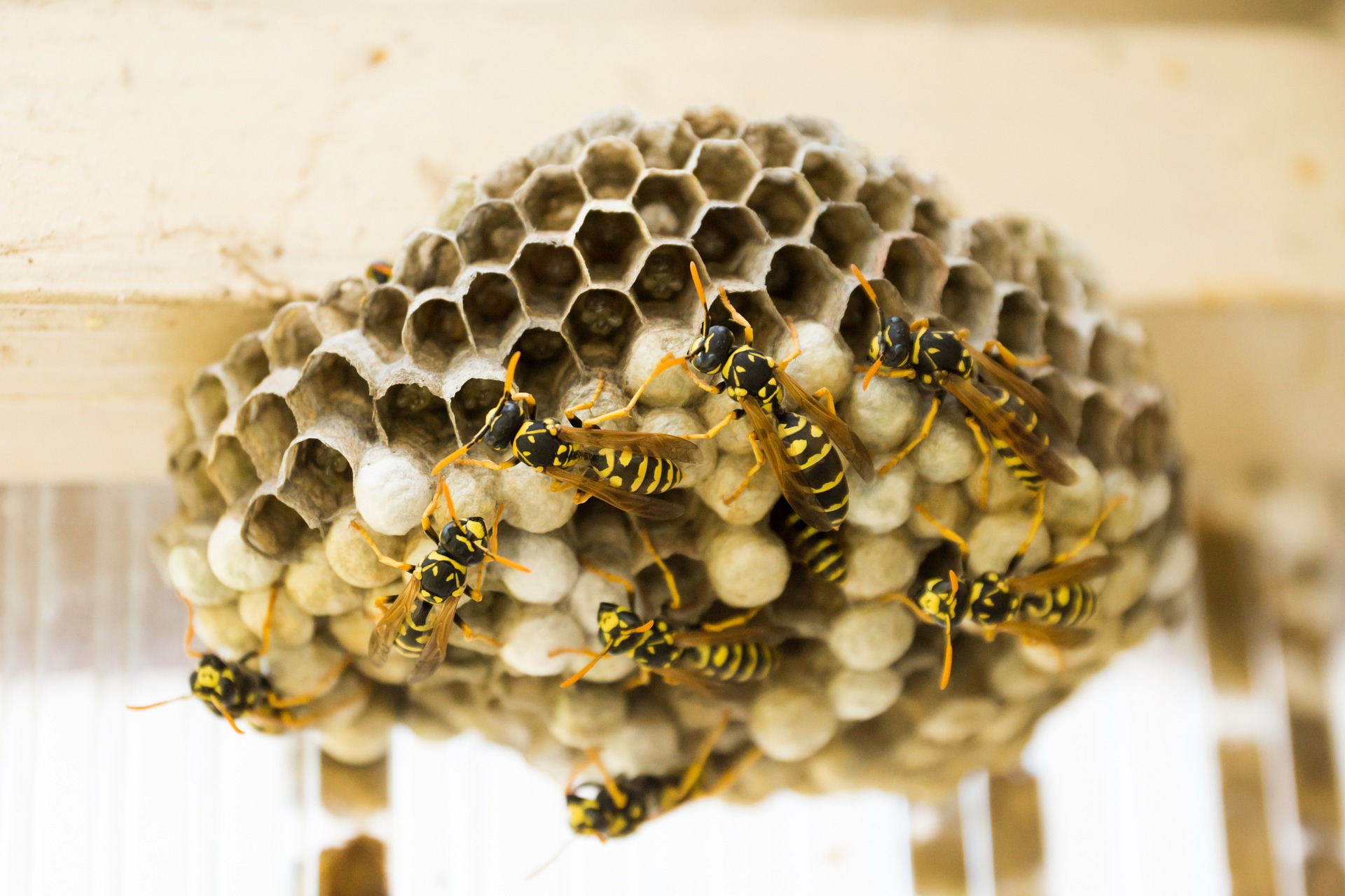 Why some bees and wasps are more likely to sting you