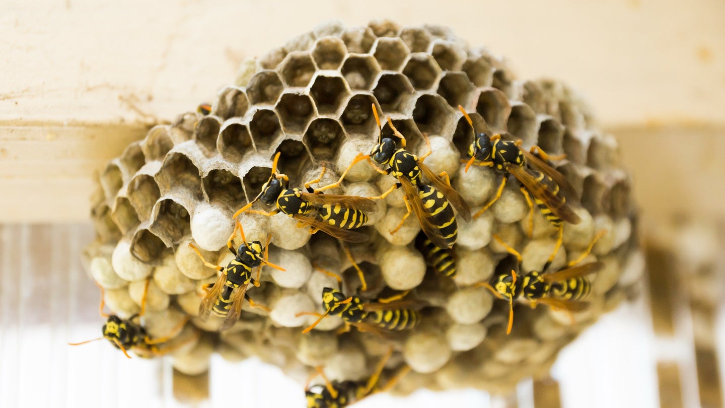 Black and yellow social wasps build a geometric nest.