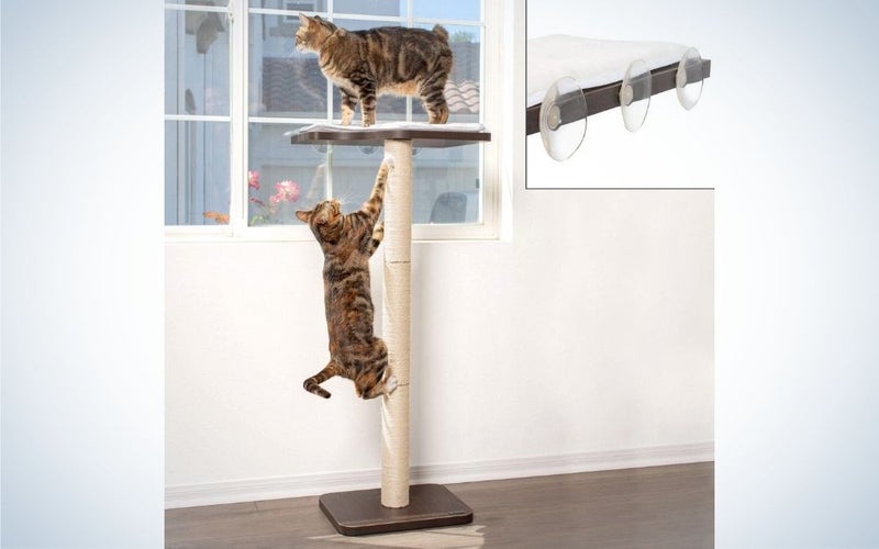 Two brown cat standing over the window perch which has a straight stick and a layer of pork on top of the stick to keep the cat.