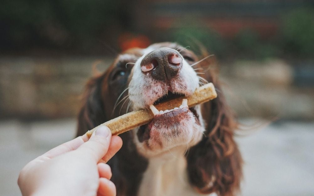 A white and brown dog eating with its teeth out a treat by a hand of a person in front of it.