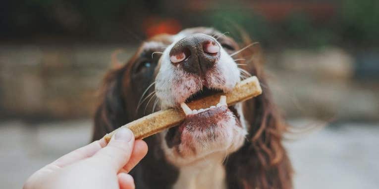 The best dog treats of 2023