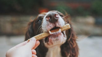 Best dog treats that your pup will go head over heel(s) for