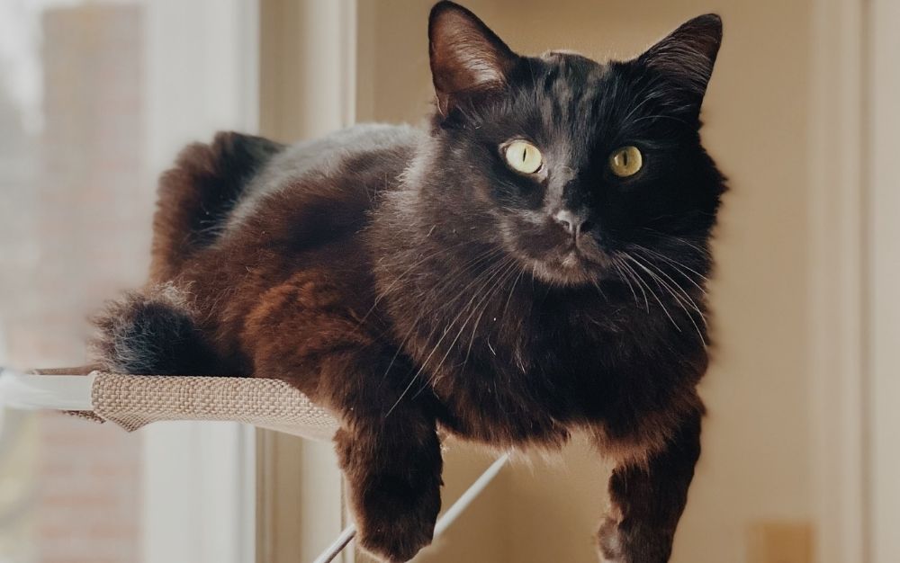 removable cat window perch