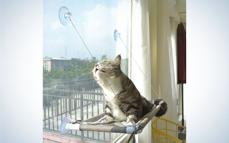 A cat which is relaxing in the sun on its backrest like a bed caught in the window.