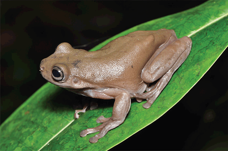 A "chocolate frog" from New Guinea.