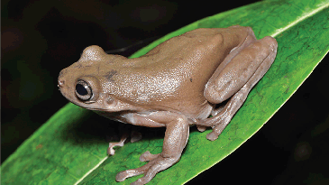 New Guinea has ‘chocolate’ frogs, but they’re not for eating