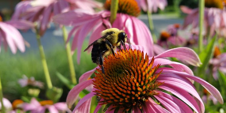 City gardens are abuzz with imperiled native bees
