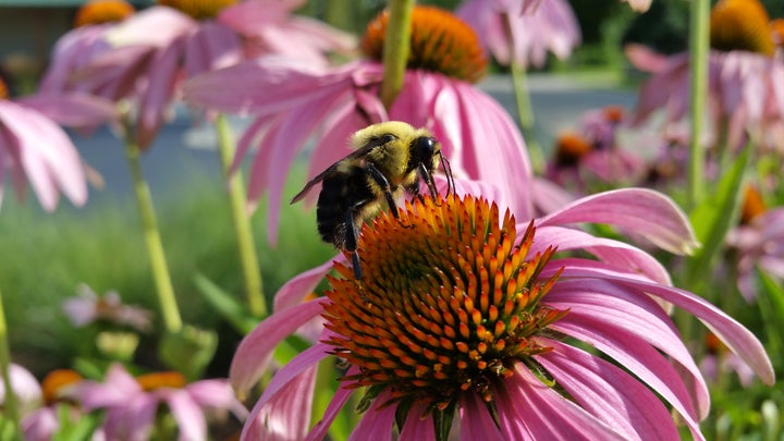 A bumble bee drinks nectar from a purple cone flower.