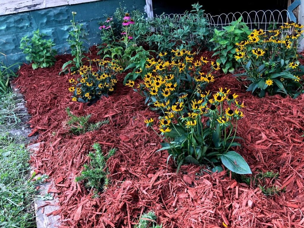 A flower bed mulched with reddish wood chips and planted with yellow black-eyed Susans, purple cone flowers and other foliage.