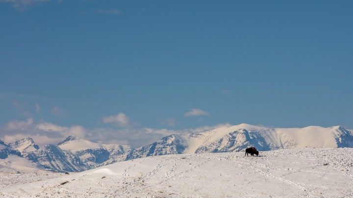 Bison foraging on a snowy mountain range