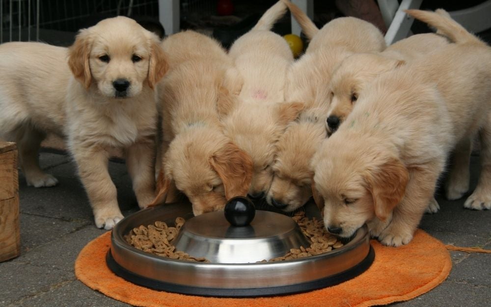 retriever puppies best dry dog food