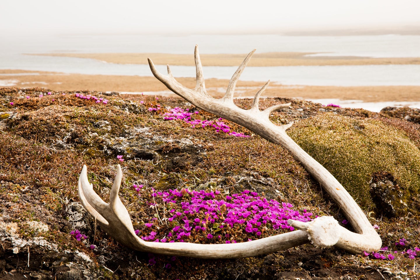 Purple flowers under caribou antlers on the misty Arctic coastal plain