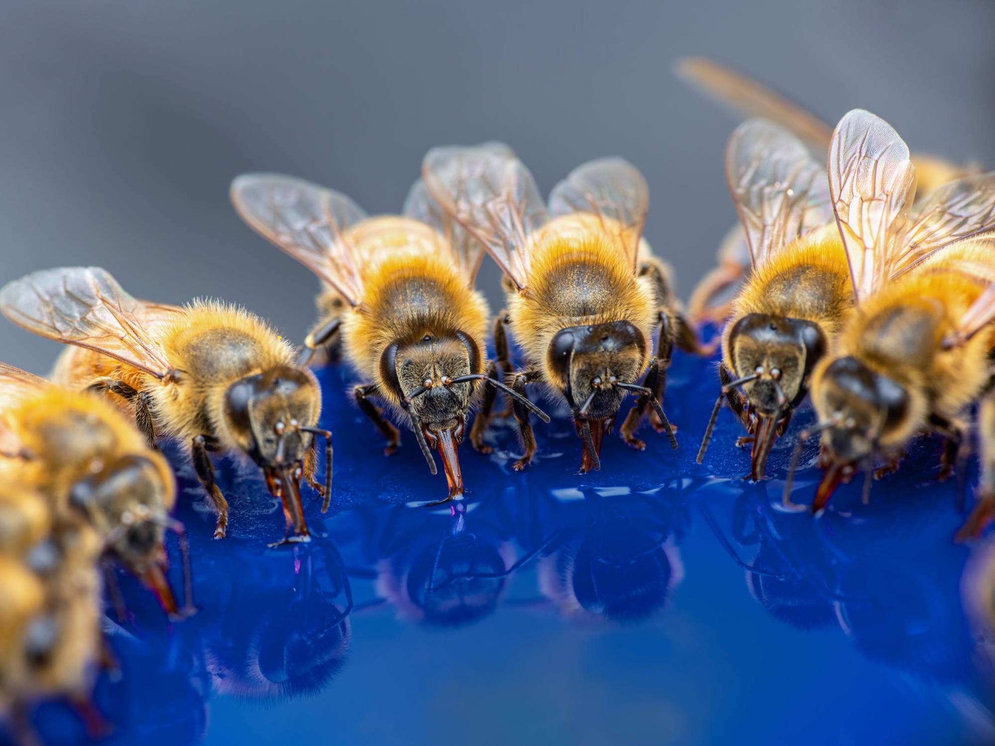 How to save the bees without becoming a beekeeper | Popular Science