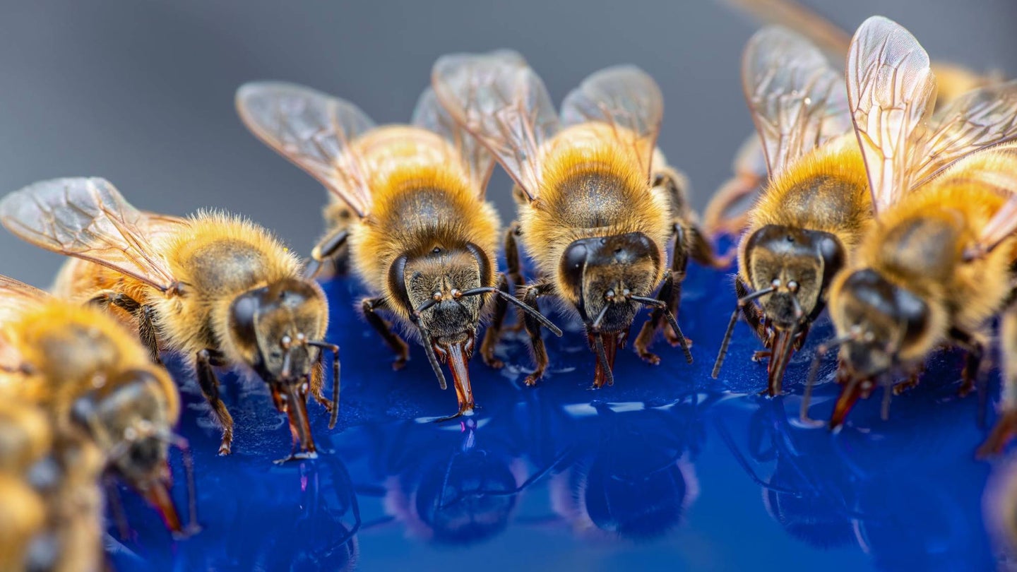 5 ways to keep bees buzzing that don’t require a hive
